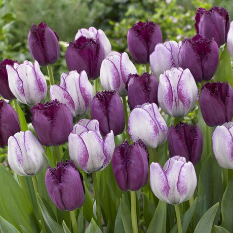 Majestic Royal Tulip Blend - Nature Hills Nursery - 15 Pack Bulbs - 