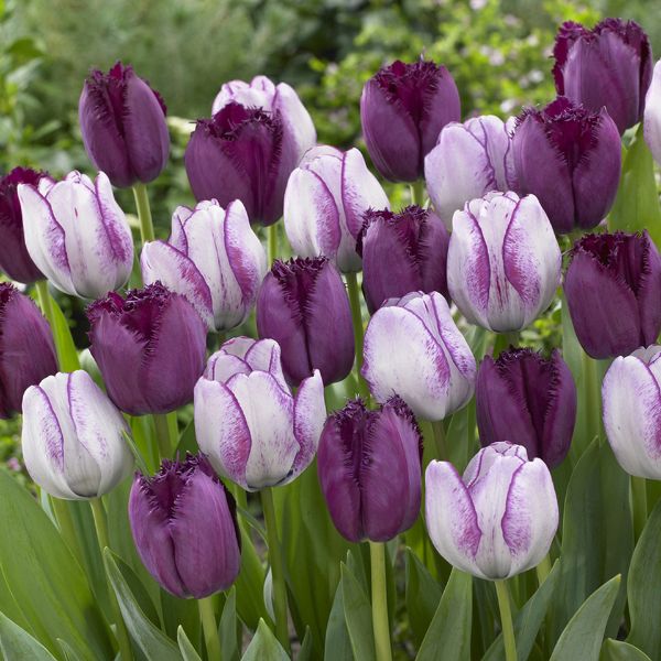 Majestic Royal Tulip Blend Blooms