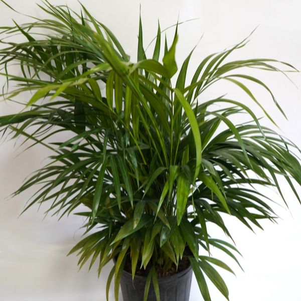 Majesty Palm - Nature Hills Nursery - #3 Container - 