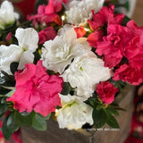 Making Spirits Bright Azalea Shrub - Nature Hills Nursery - 4 Inch Container - 