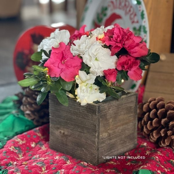Making Spirits Bright Azalea Shrub - Nature Hills Nursery - 4 Inch Container - 