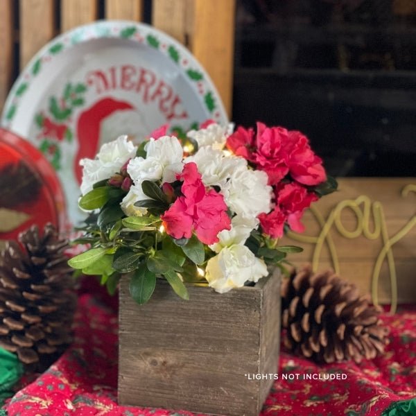 Making Spirits Bright Azalea Shrub - Nature Hills Nursery - 4 Inch Container - 