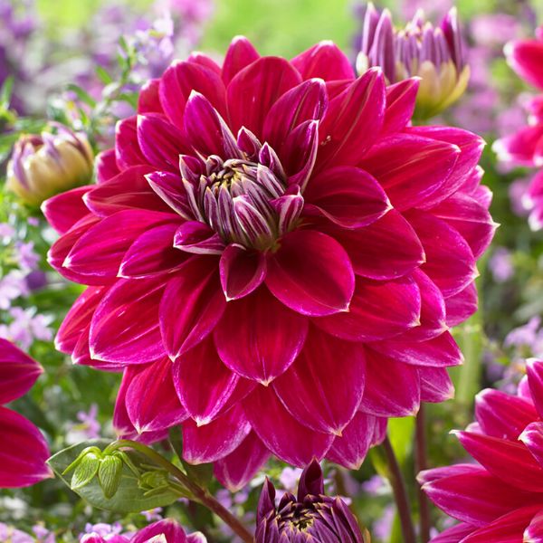 Maldini Dahlia - Nature Hills Nursery - 5 Pack Bulbs - 