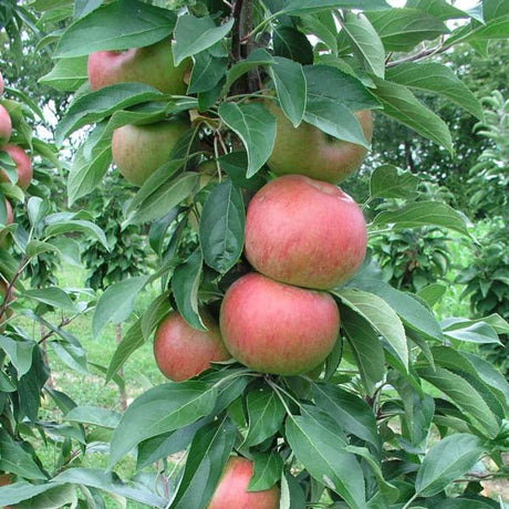 Red apples on a tree branch with green leaves