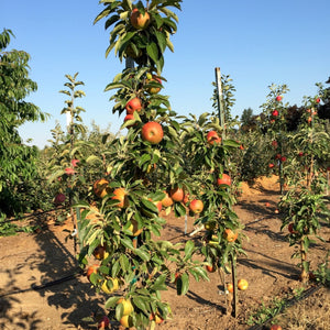 Columnar apple tree with fruits in an orchard