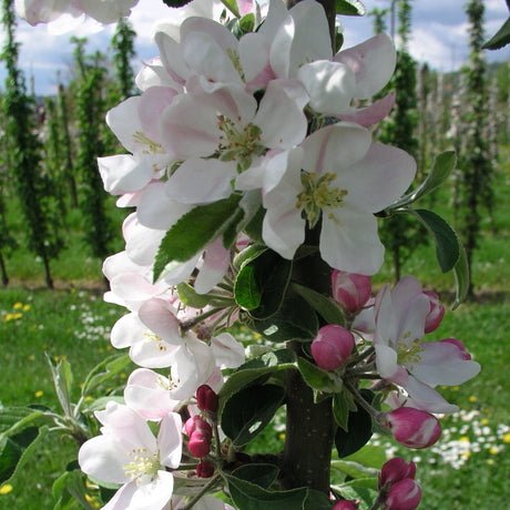 Blushing Delight apple tree with white and pink blossoms in an orchard