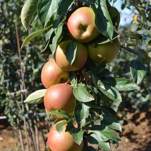 Apples hanging from a blushing delight apple tree branch with green leaves