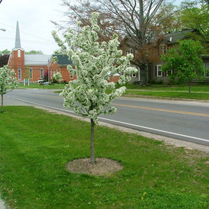 Sweet Sugar Tyme Crabapple tree covered in white spring blooms along a street