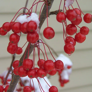 Bright red Sweet Sugar Tyme Crabapple fruit clusters with snow in winter