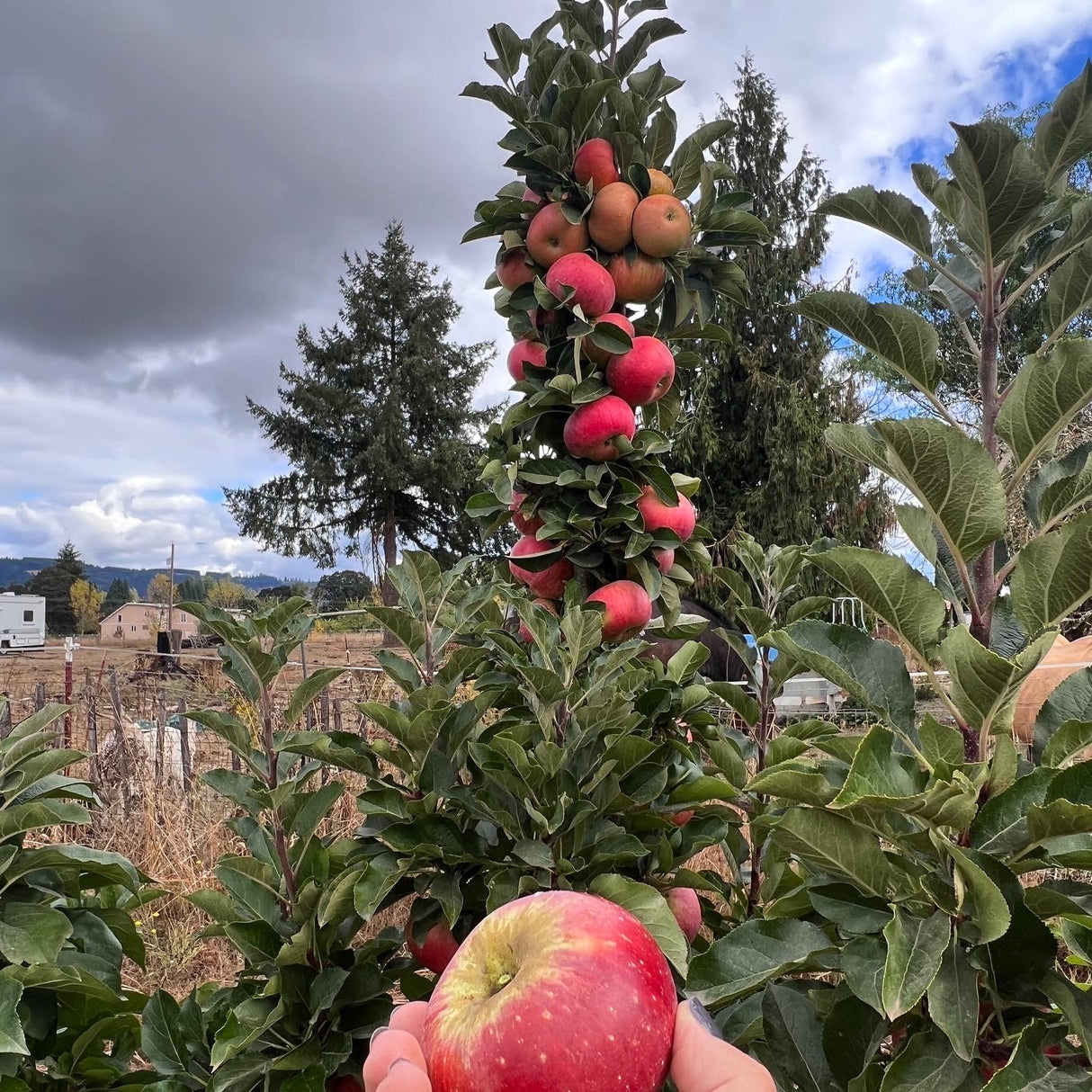 Hand holding an apple with a tree full of apples in the background