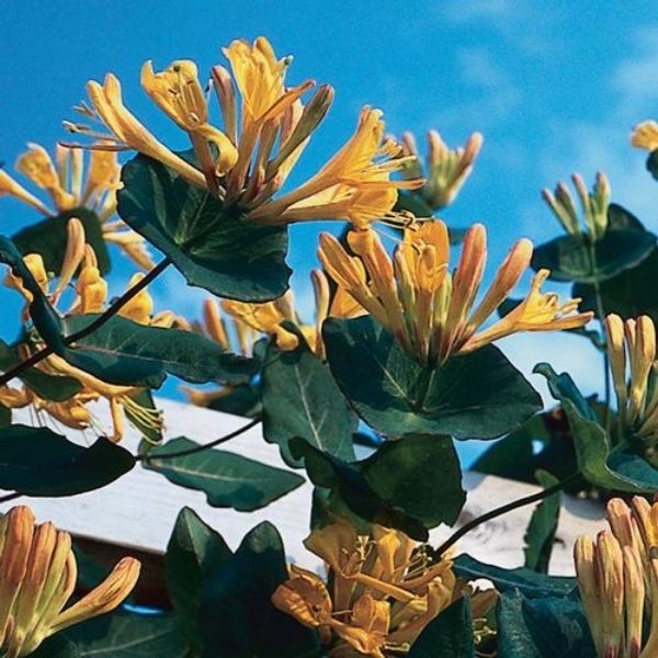 Mandarin Honeysuckle Vine - Nature Hills Nursery - Bareroot - 