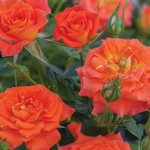 Mandarin Sunblaze® Miniature Rose - Rose - Nature Hills Nursery - 2 Container - 