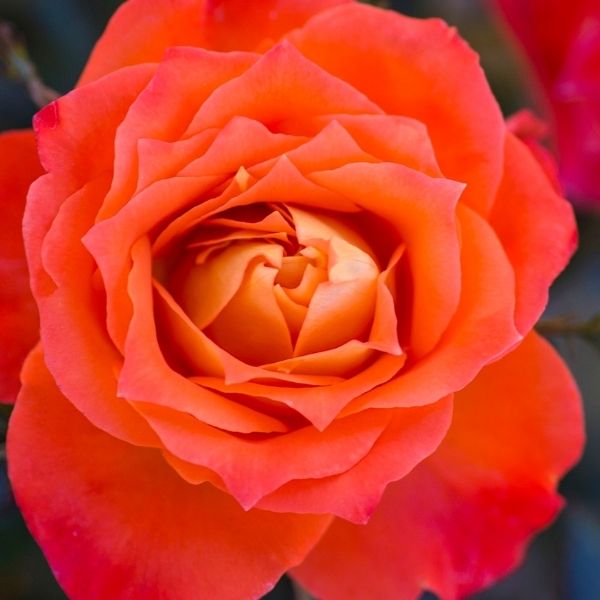 Mandarin Sunblaze® Miniature Rose