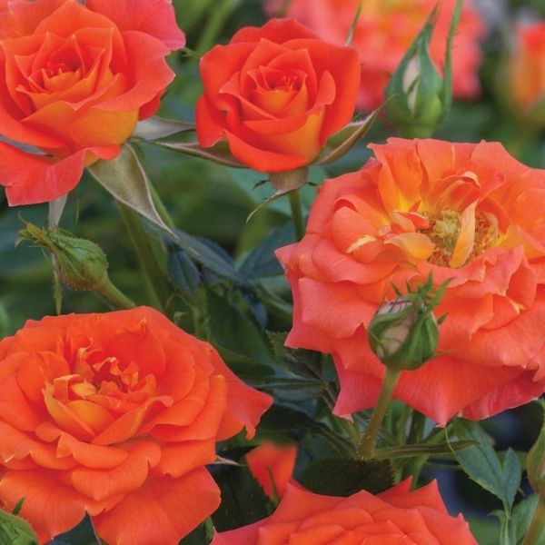 Mandarin Sunblaze® Miniature Rose