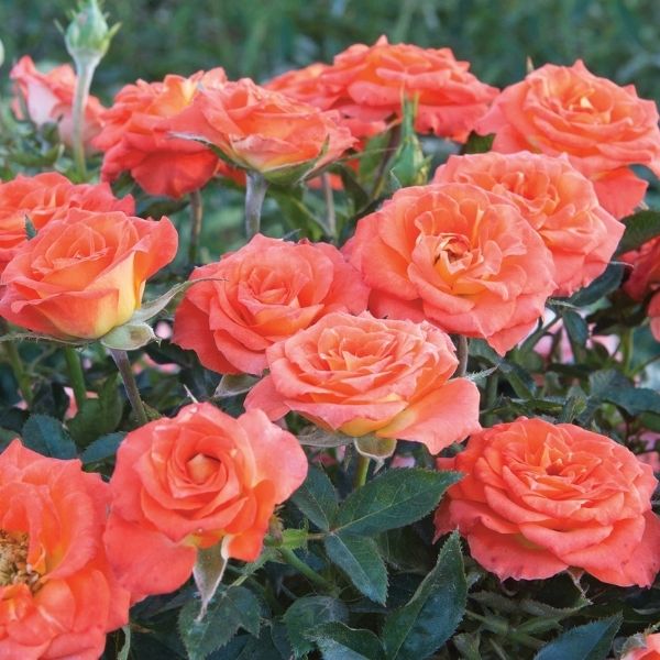 Mandarin Sunblaze® Miniature Rose