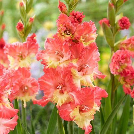 Mango Muse Gladiolus - Nature Hills Nursery - 12 Pack Bulbs - 