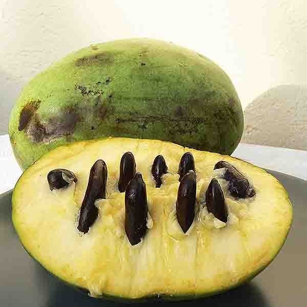 Mango Pawpaw Tree - Nature Hills Nursery - #1 Container - 