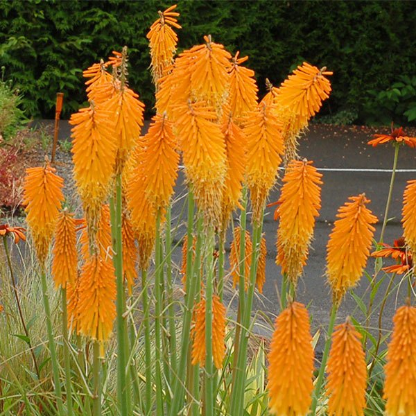 Mango Popsicle™ Dwarf Poker | Compact Orange Spikes | Nature Hills