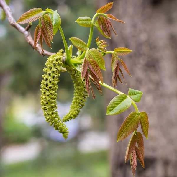 Manregion English Walnut Tree - Nature Hills Nursery - #3 Container 3 - 4 Feet - 