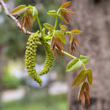 Manregion English Walnut Tree - Nature Hills Nursery - #3 Container 3 - 4 Feet - 