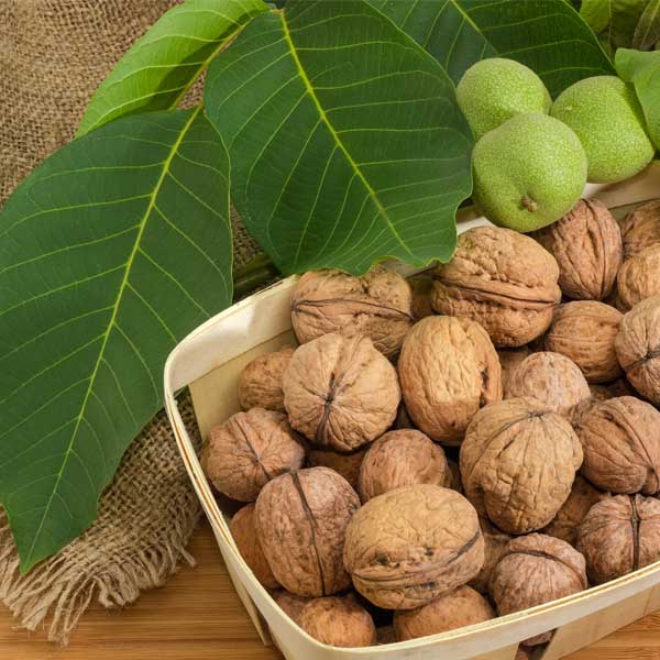 Manregion English Walnut Tree - Nature Hills Nursery - #3 Container 3 - 4 Feet - 
