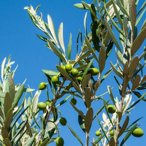 Manzanillo Olive - Nature Hills Nursery - #1 Container - 