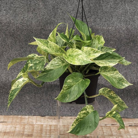 Marble Queen Pothos - Nature Hills Nursery - 6 Inch Container - 