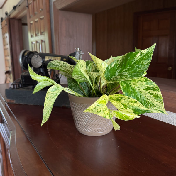 Marble Queen Pothos in a 6 inch hanging basket, view 2