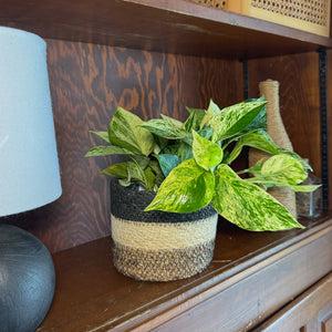 Marble Queen Pothos in a 6 inch hanging basket
