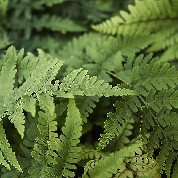 Marginal Wood Fern (Dryopteris marginalis), a perennial featuring perennial and arching, creeping form.