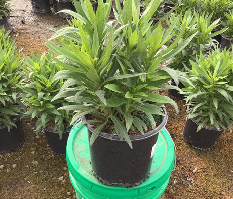 Mariachi Bandera sneezeweed growing in a nursery pot with dense mounds of narrow green leaves