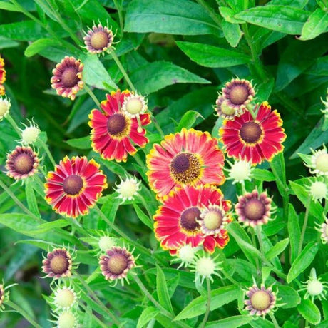 Mariachi™ Bandera Sneezeweed - Perennial - Nature Hills Nursery - 1 Container - 