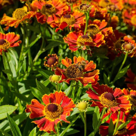 Mariachi™ Bandera Sneezeweed - Perennial - Nature Hills Nursery - 1 Container - 