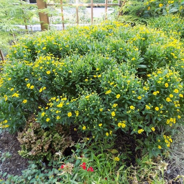 Mariachi Sombrero Sneezeweed - Thumbnail 3