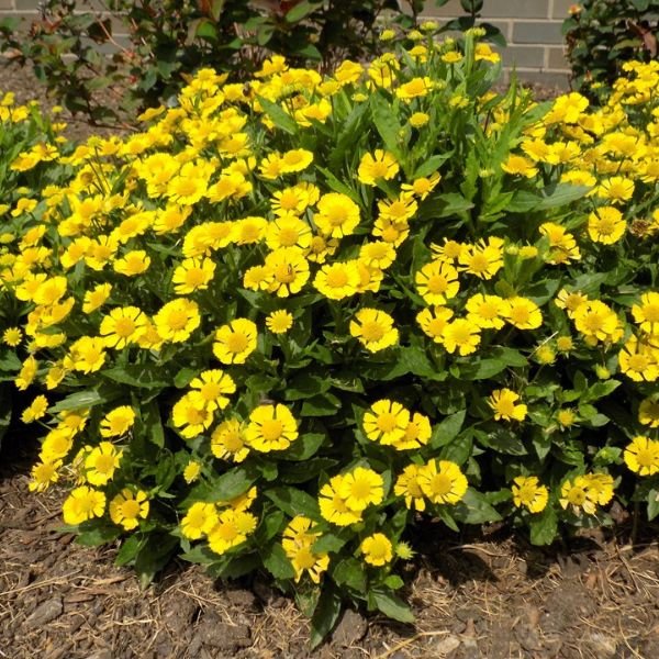 Mariachi Sombrero Sneezeweed - Thumbnail 2