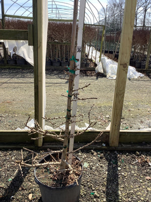 Mariken Dwarf Ginkgo (Ginkgo biloba 'Mariken') plant, crop photo - Mar 12, 2024