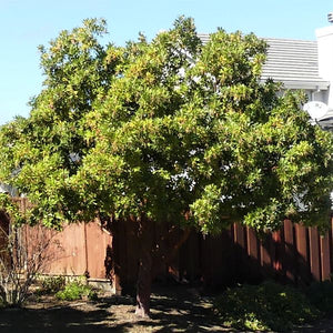 Marina Strawberry Tree - Nature Hills Nursery - #5 Container - 