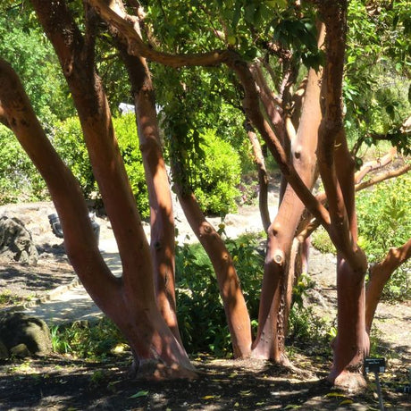 Marina Strawberry Tree - Nature Hills Nursery - #5 Container - 