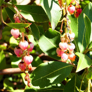Marina Strawberry Tree - Nature Hills Nursery - #5 Container - 
