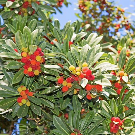 Marina Strawberry Tree - Nature Hills Nursery - #5 Container - 