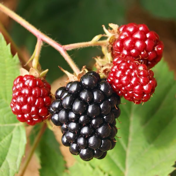 Marion Blackberry Bush - Nature Hills Nursery - #1 Container - 