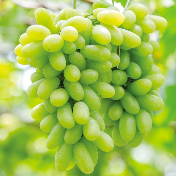 Marquis Seedless Grape - Nature Hills Nursery - Bareroot - 