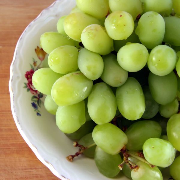 Marquis Seedless Grape - Nature Hills Nursery - Bareroot - 
