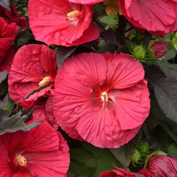 Mars Madness Hardy Hibiscus (Hibiscus 'Mars Madness' PP27838), a perennial featuring red, pink flowers and perennial.