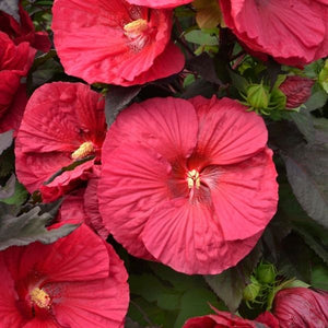 Mars Madness Hardy Hibiscus (Hibiscus 'Mars Madness' PP27838), a perennial featuring red, pink flowers and perennial.