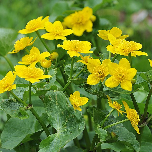 Marsh Marigold - Nature Hills Nursery - #1 Container - 
