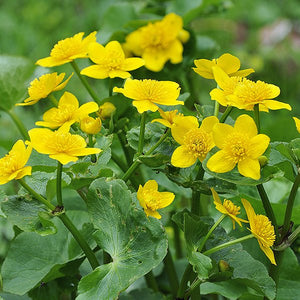 Marsh Marigold (Caltha palustris), a perennial featuring yellow flowers and perennial.