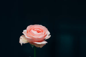 Martha Stewart Hybrid Tea Rose features soft pink layered blooms on a single stem against a dark background.
