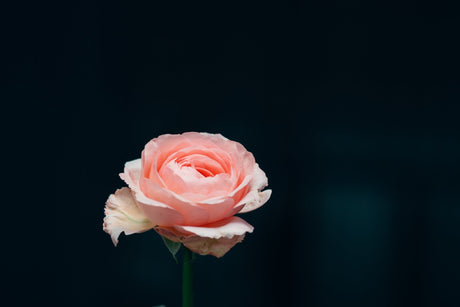 Martha Stewart Hybrid Tea Rose features soft pink layered blooms on a single stem against a dark background.