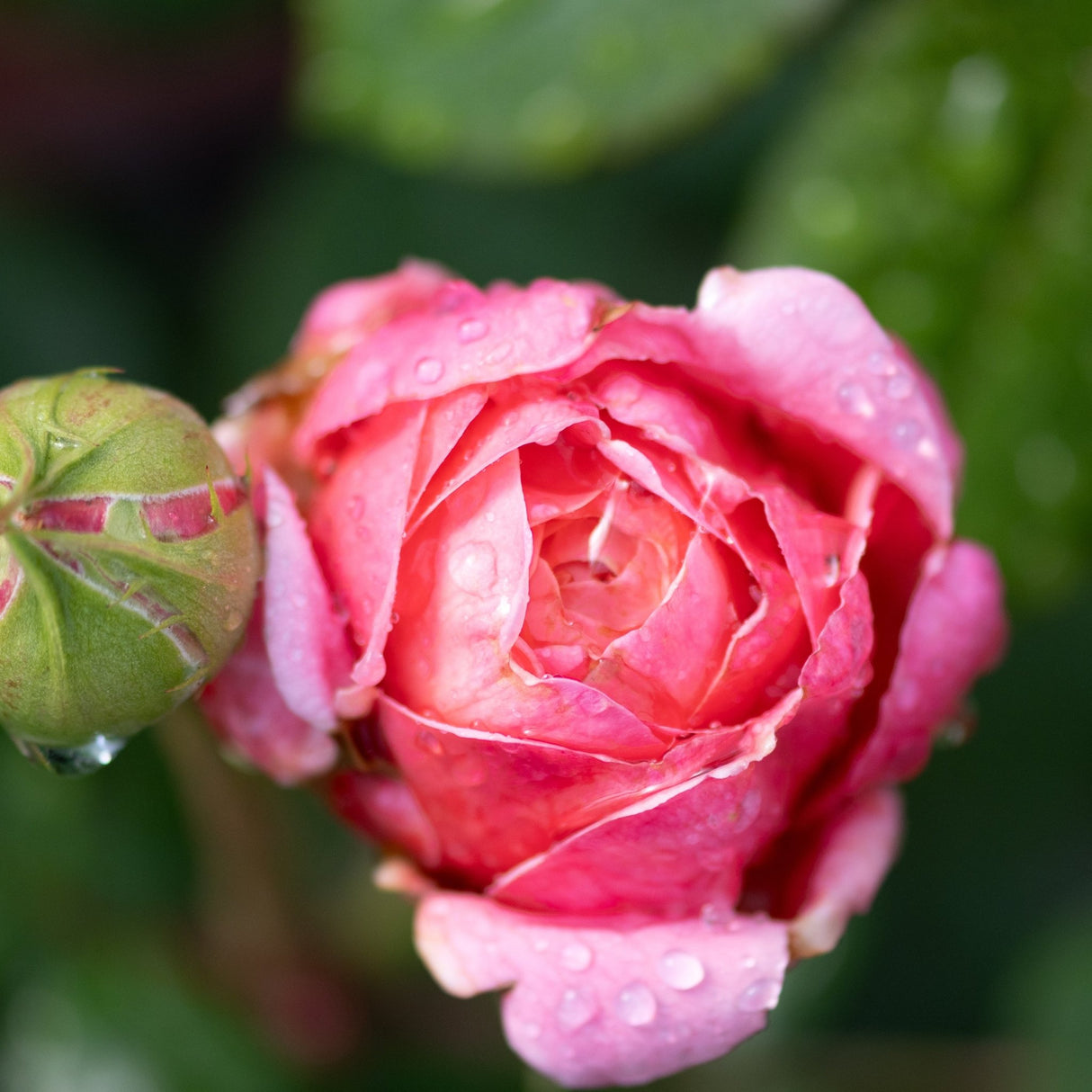 Martha Stewart Hybrid Tea Rose bud and bloom with pink petals covered in water droplets against green foliage.
